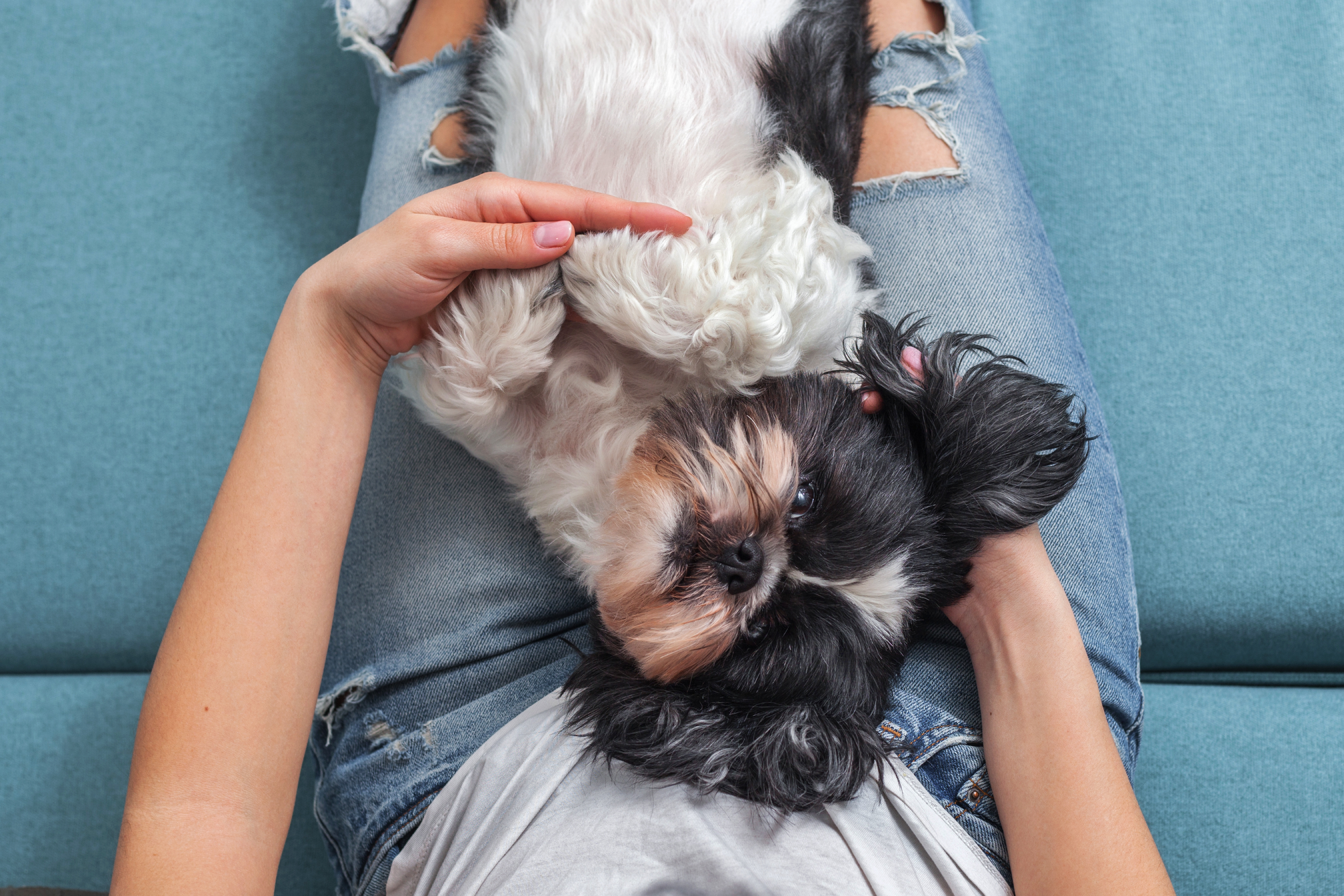 pet